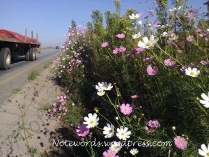 Cosmos along the highway
